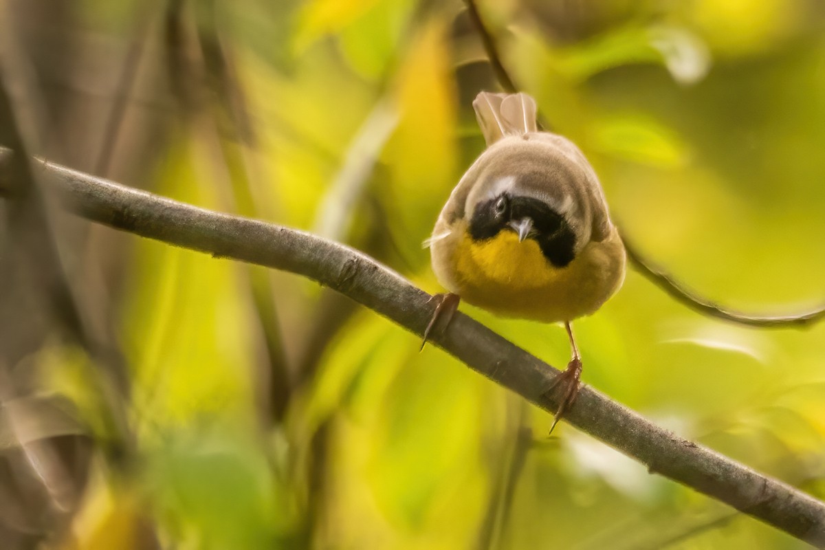 Common Yellowthroat - Marc Boisvert