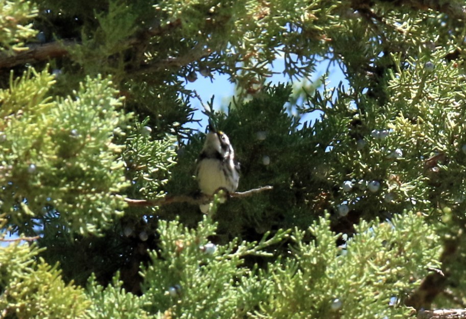 Black-throated Gray Warbler - Steve Stump