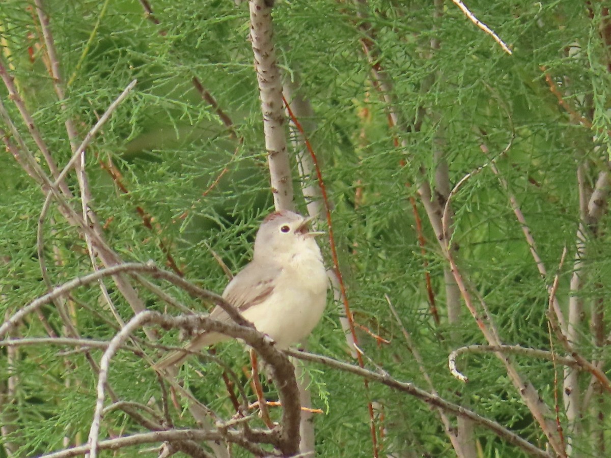 Lucy's Warbler - Christine Alexander