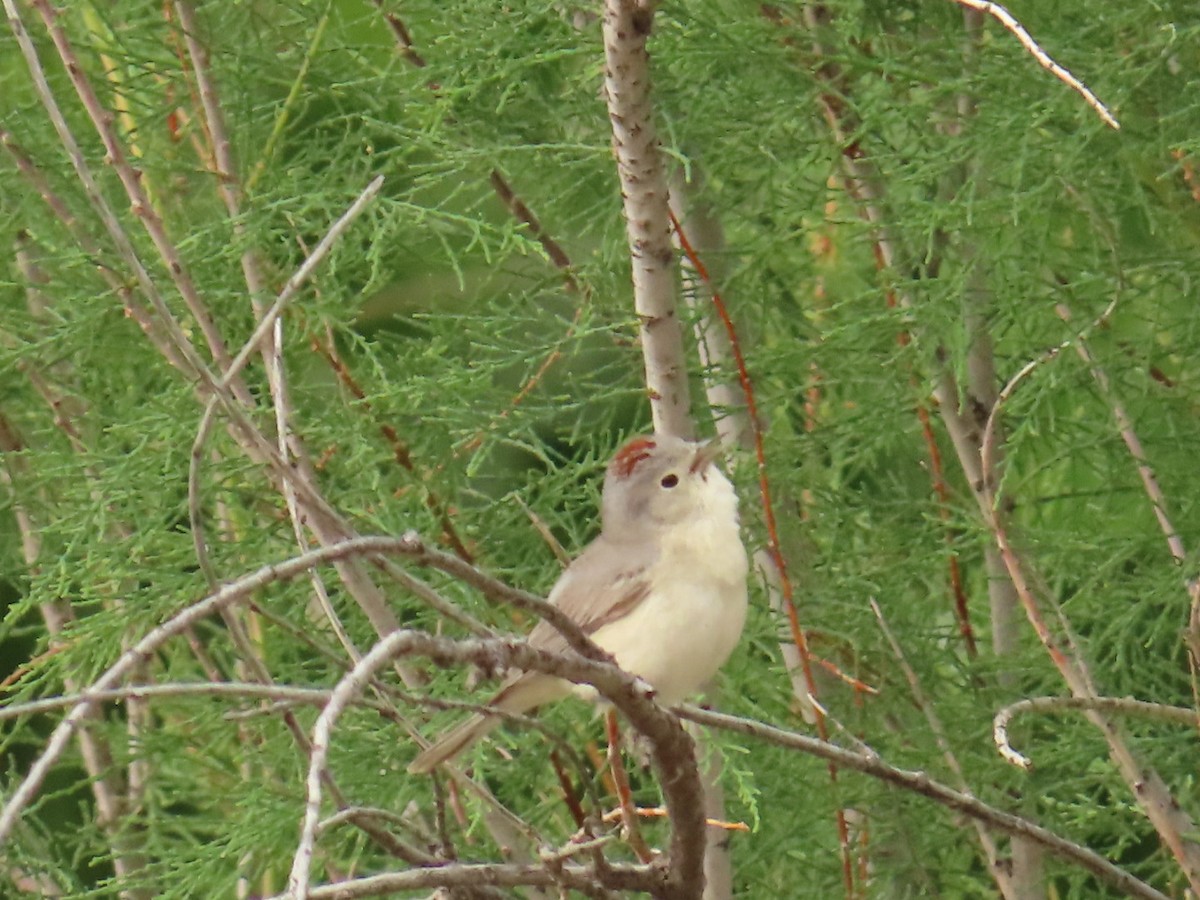 Lucy's Warbler - Christine Alexander