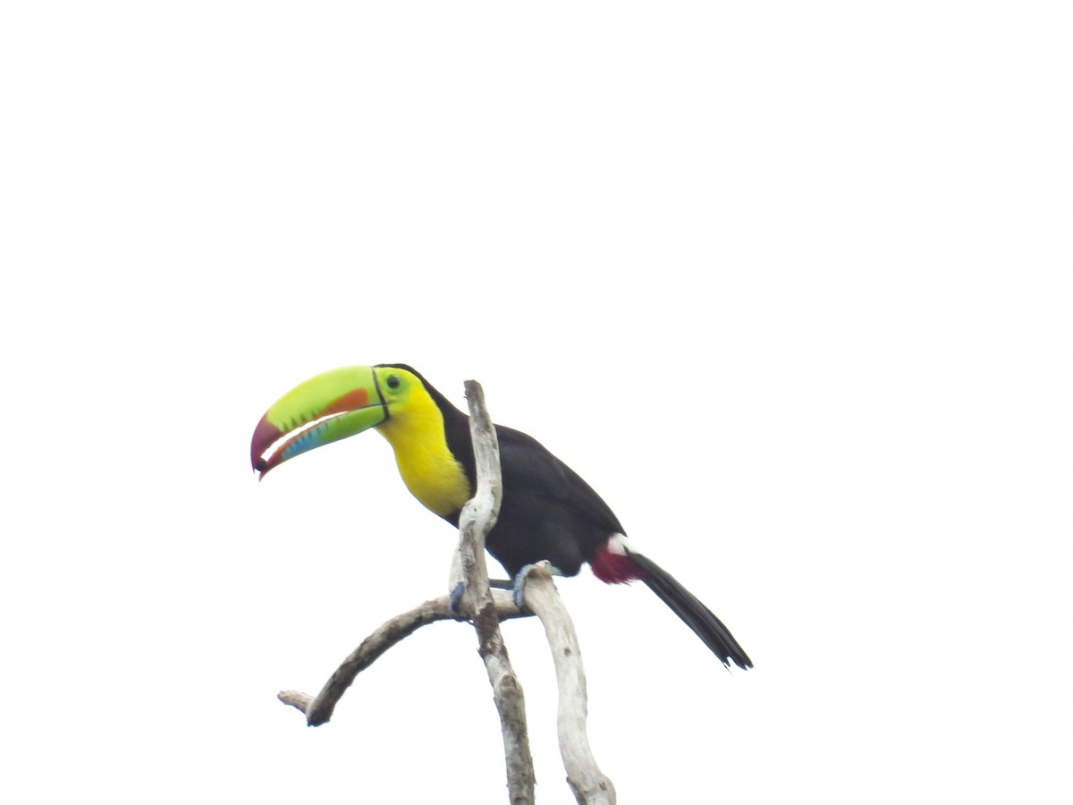 Keel-billed Toucan - ML619240852