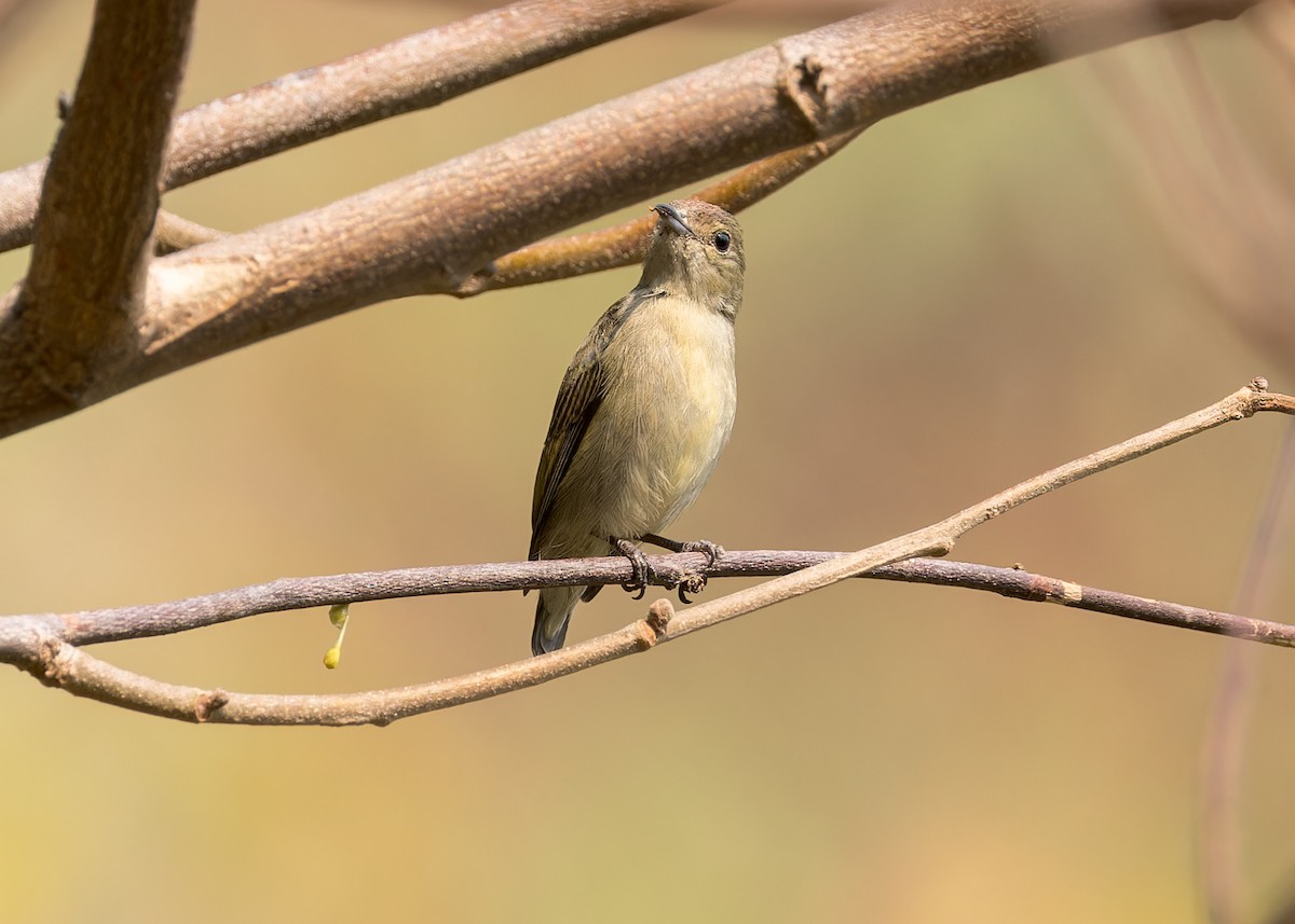 Plain Flowerpecker - Ma Yan Bryant