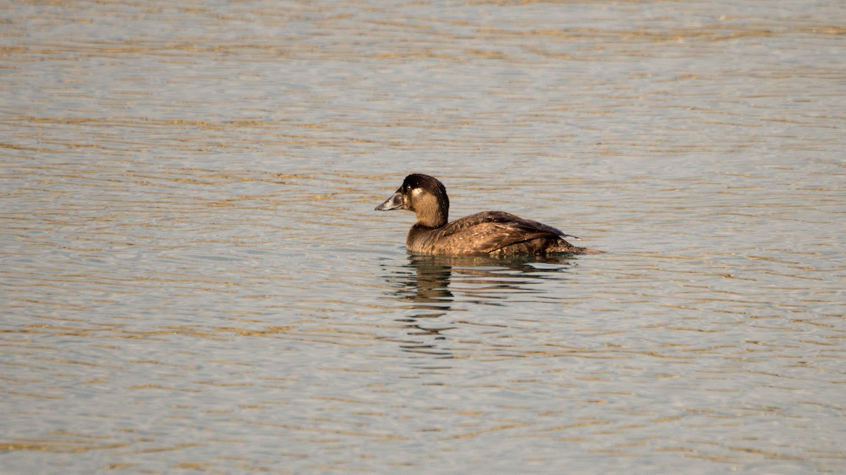 Surf Scoter - ML619240898