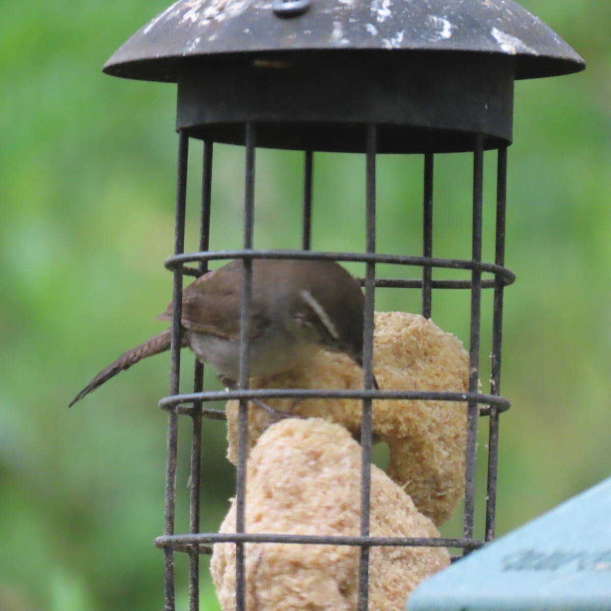 Bewick's Wren - Brian Nothhelfer