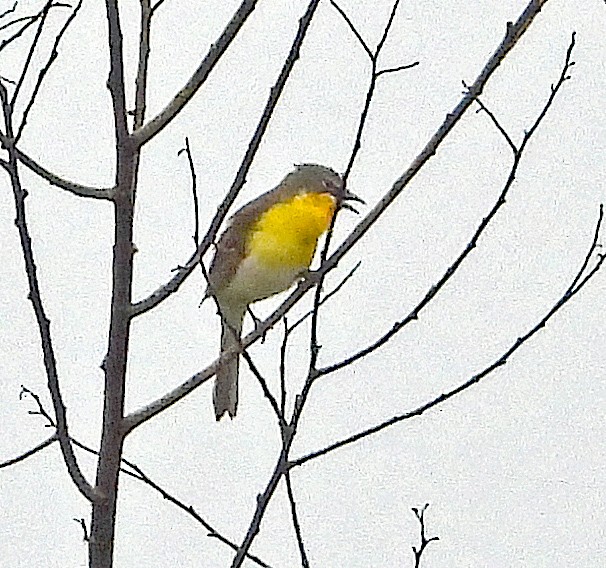 Yellow-breasted Chat - Jock McCracken