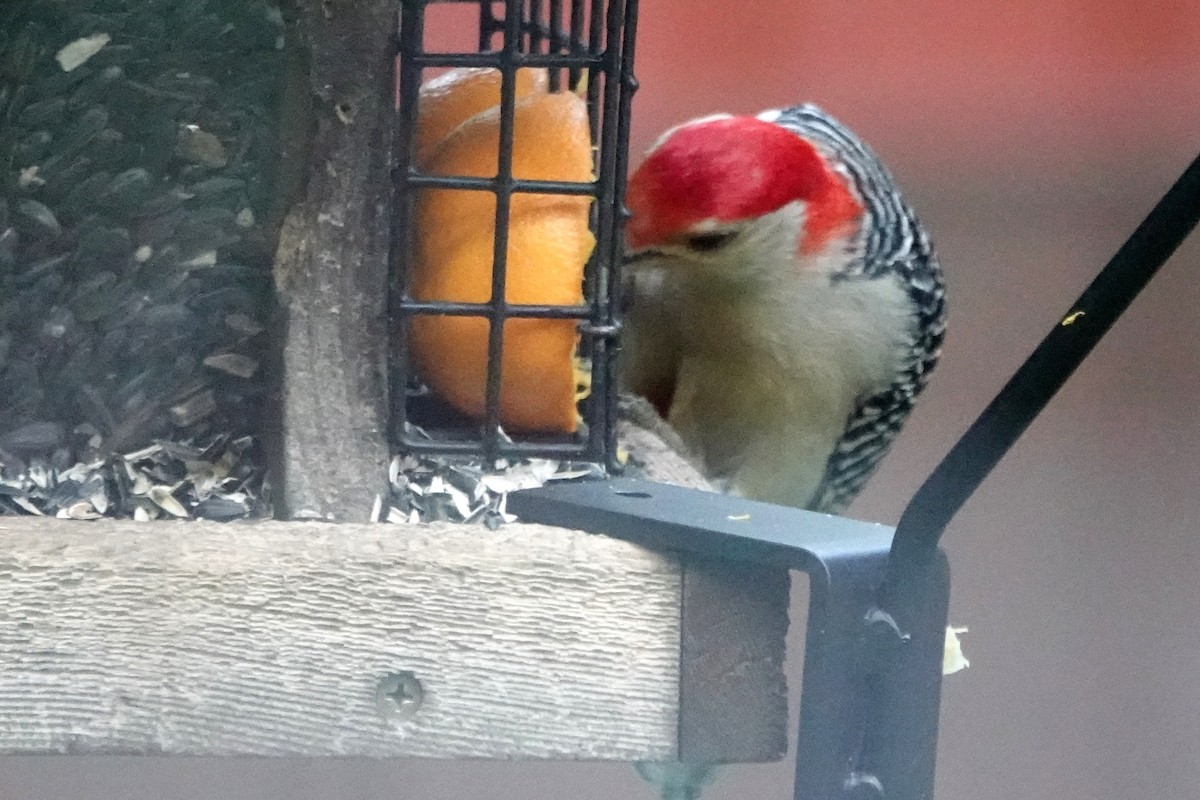 Red-bellied Woodpecker - Bob Honig
