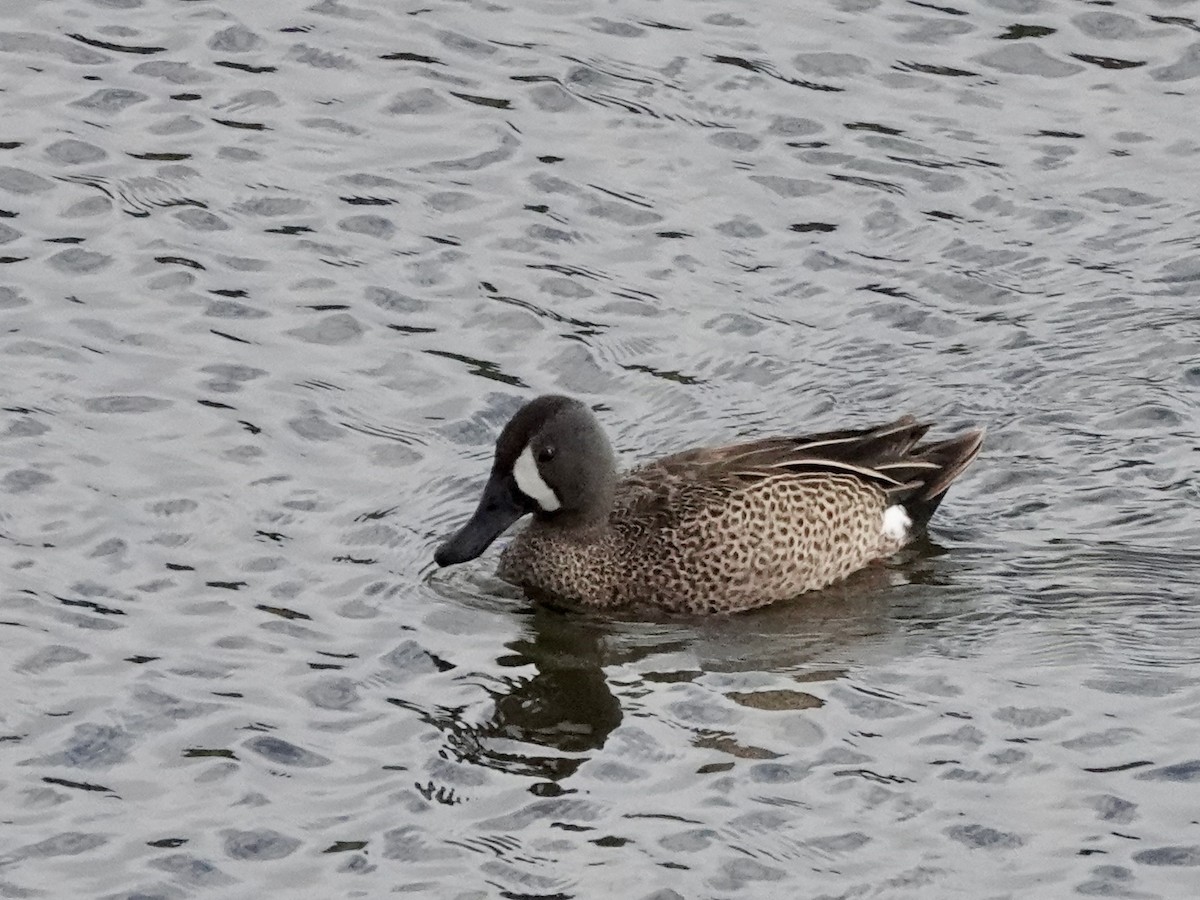 Blue-winged Teal - ML619240919