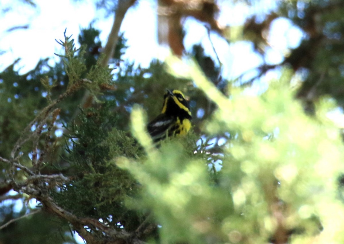 Townsend's Warbler - Steve Stump