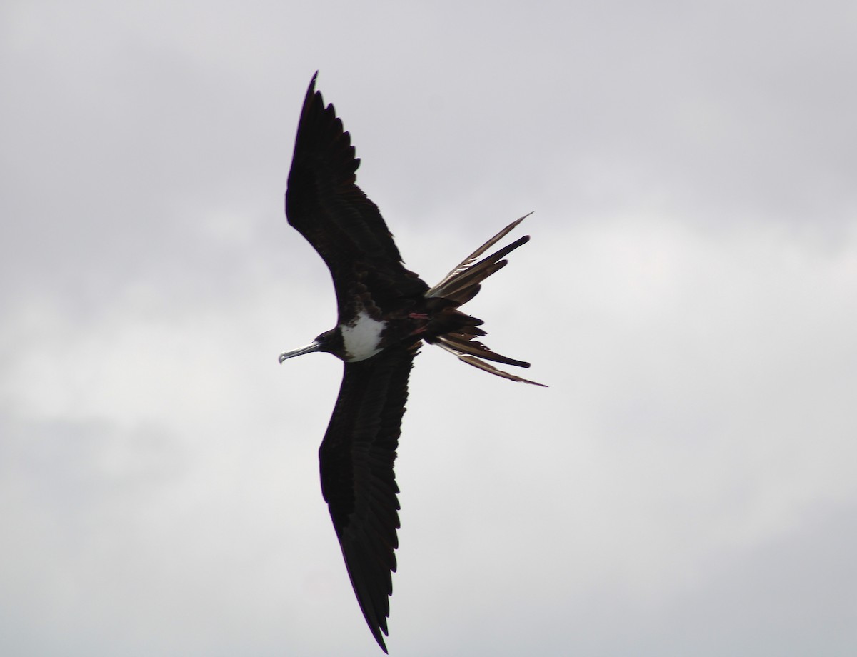 Magnificent Frigatebird - ML619240926