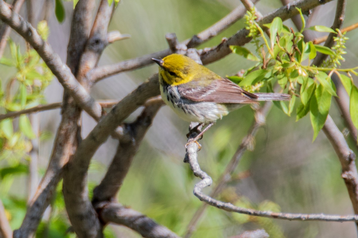 Black-throated Green Warbler - ML619240930