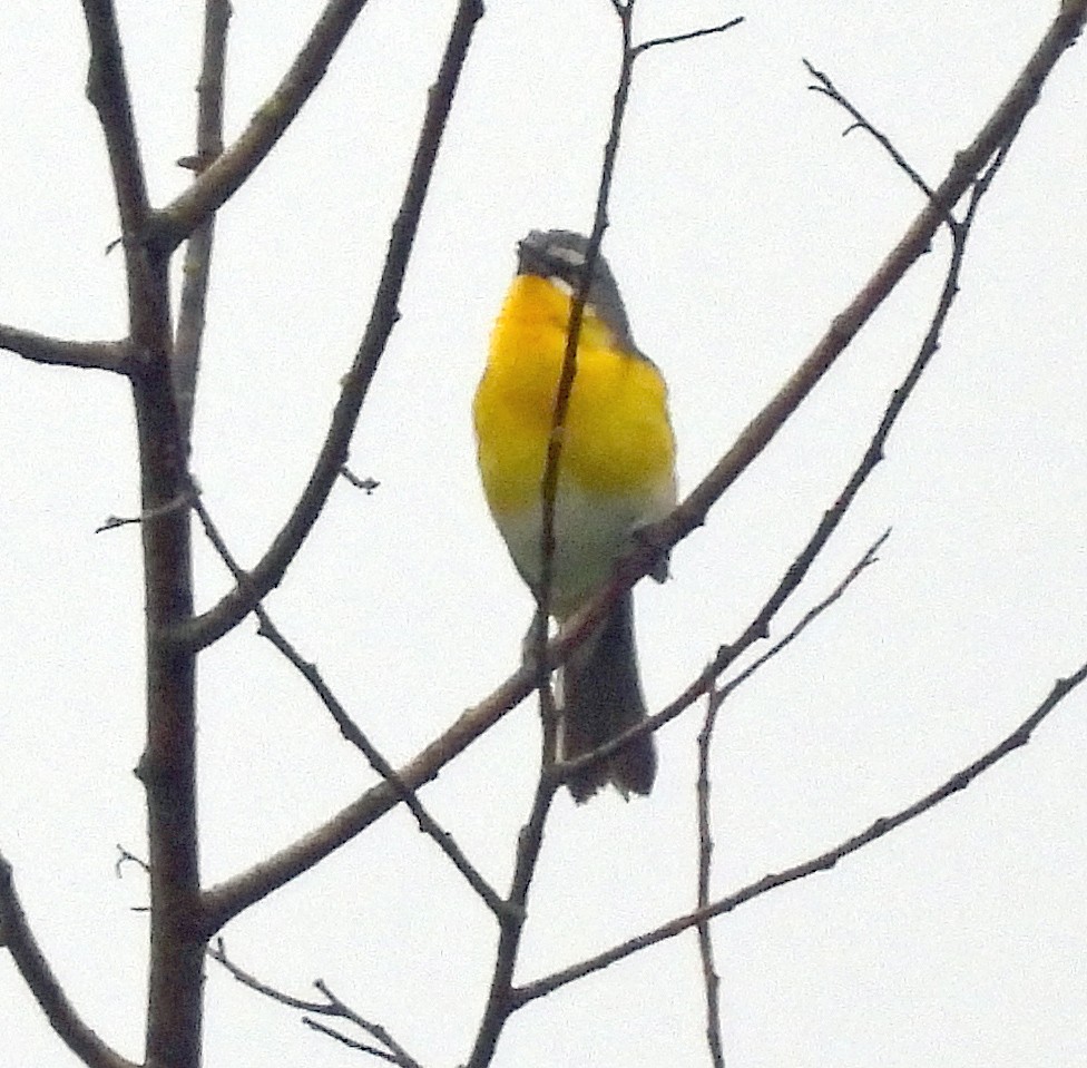 Yellow-breasted Chat - Jock McCracken