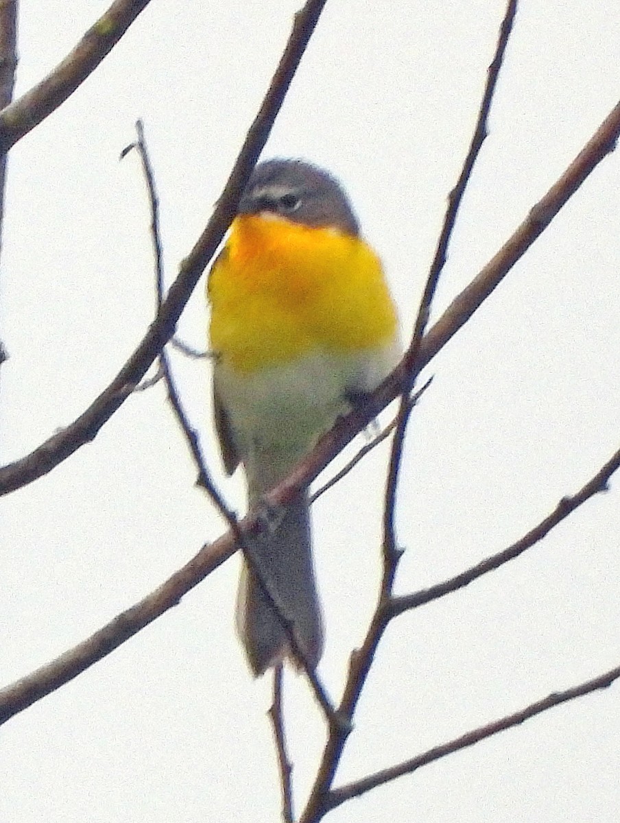 Yellow-breasted Chat - Jock McCracken