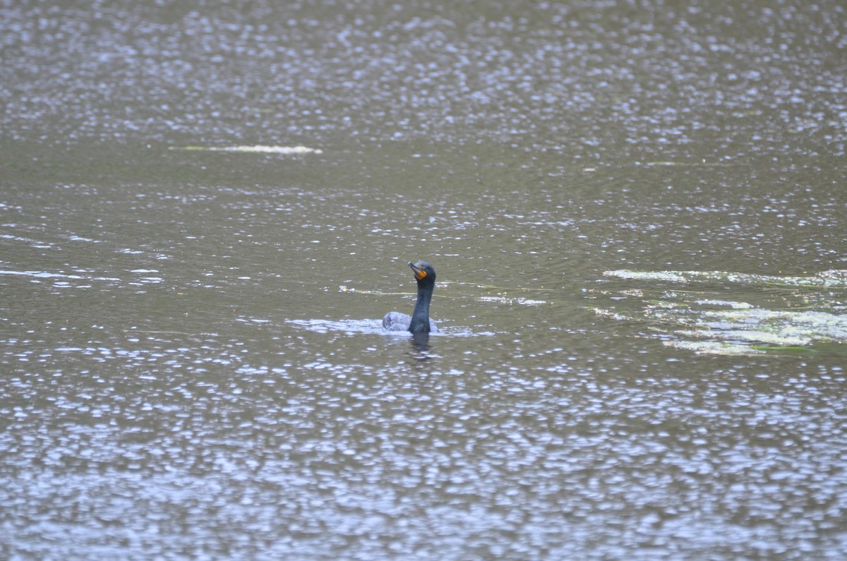 Double-crested Cormorant - Richard Garrigus