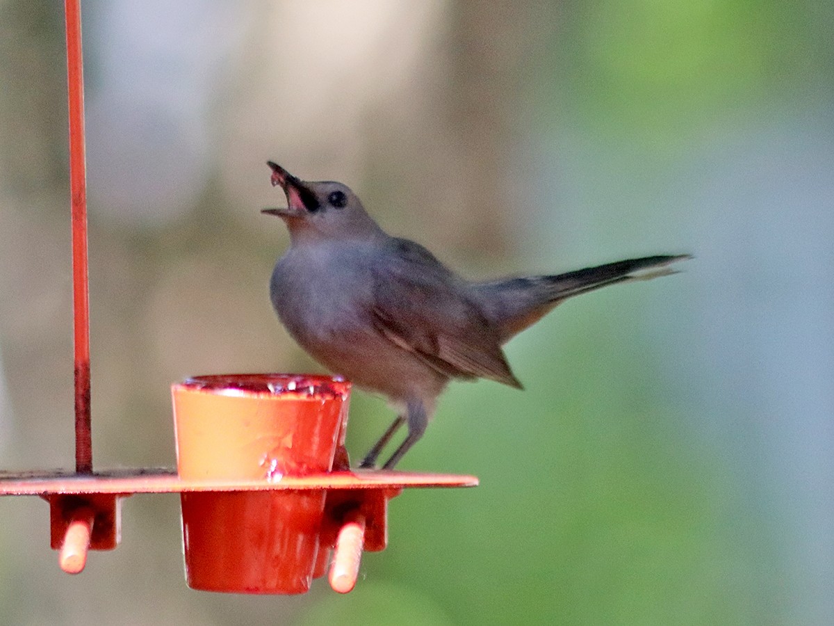 Gray Catbird - Sherry Plessner