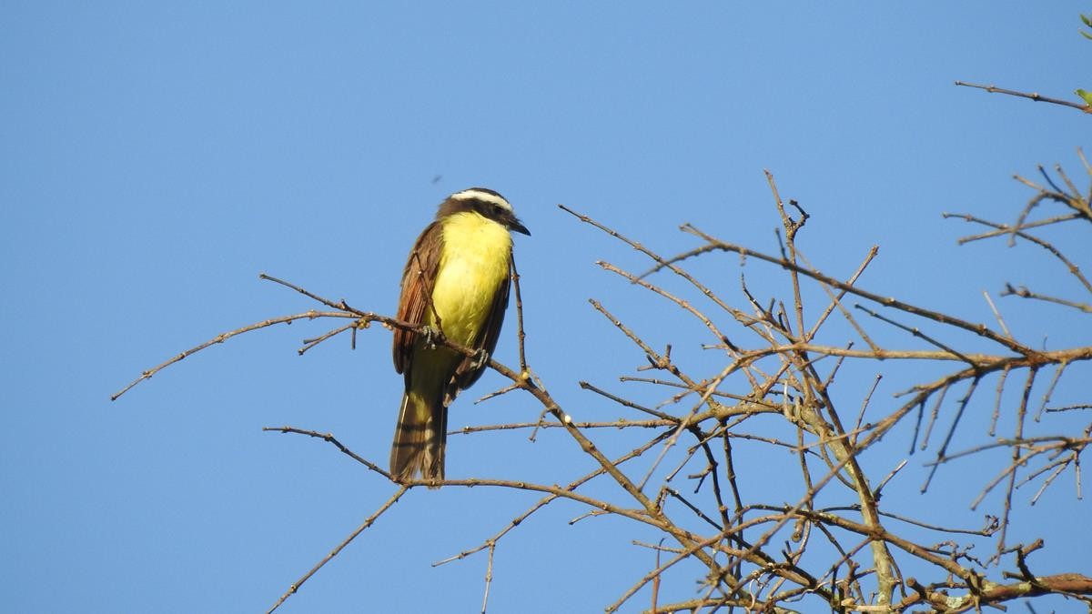 Rusty-margined Flycatcher - Diego DUQUE