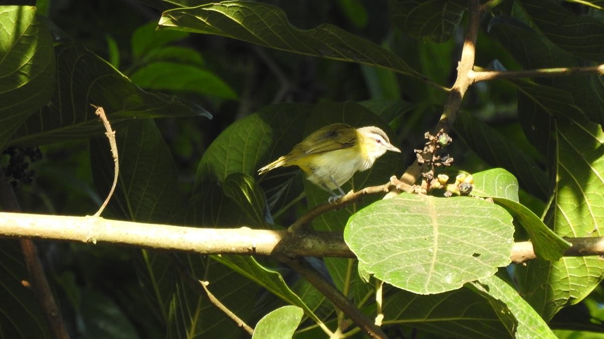 brunøyevireo - ML619240981