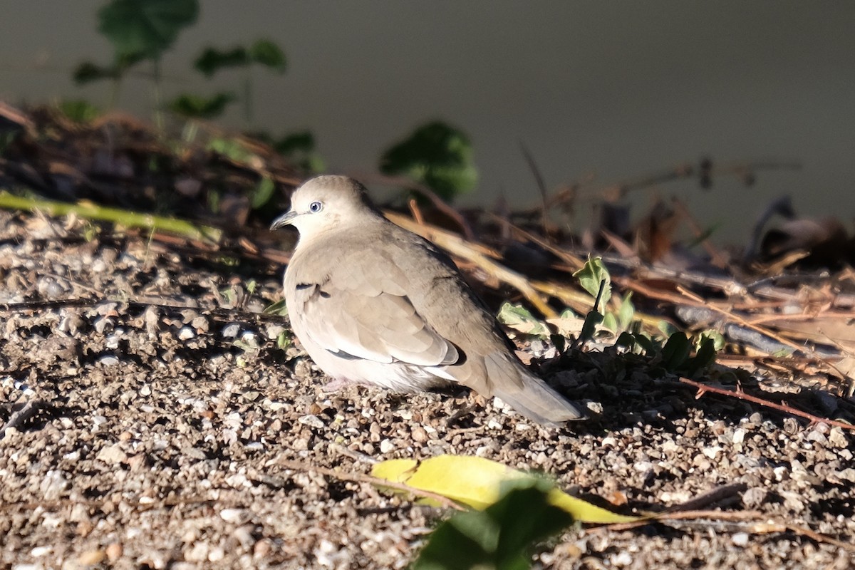 Picui Ground Dove - ML619240985