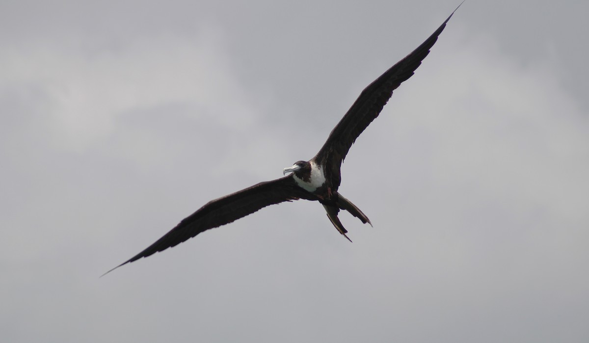 Magnificent Frigatebird - ML619241011