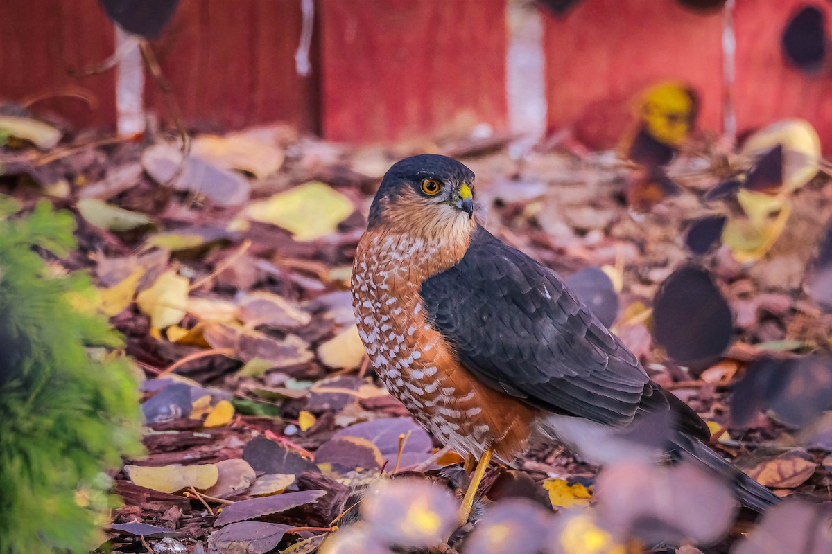 Sharp-shinned Hawk - ML619241012