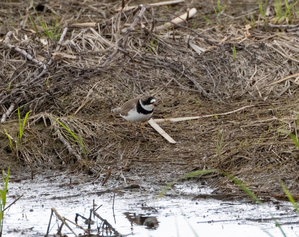 Semipalmated Plover - ML619241013