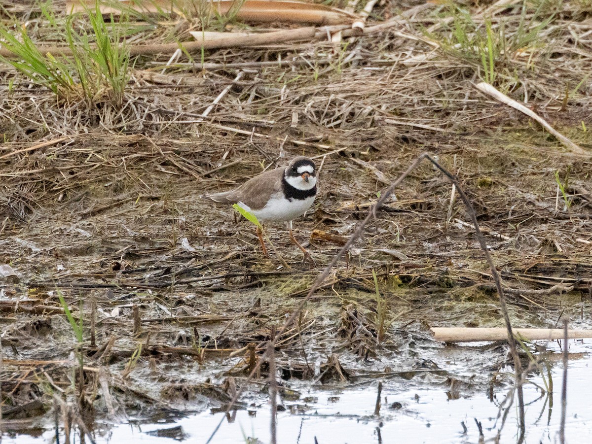 Semipalmated Plover - ML619241014