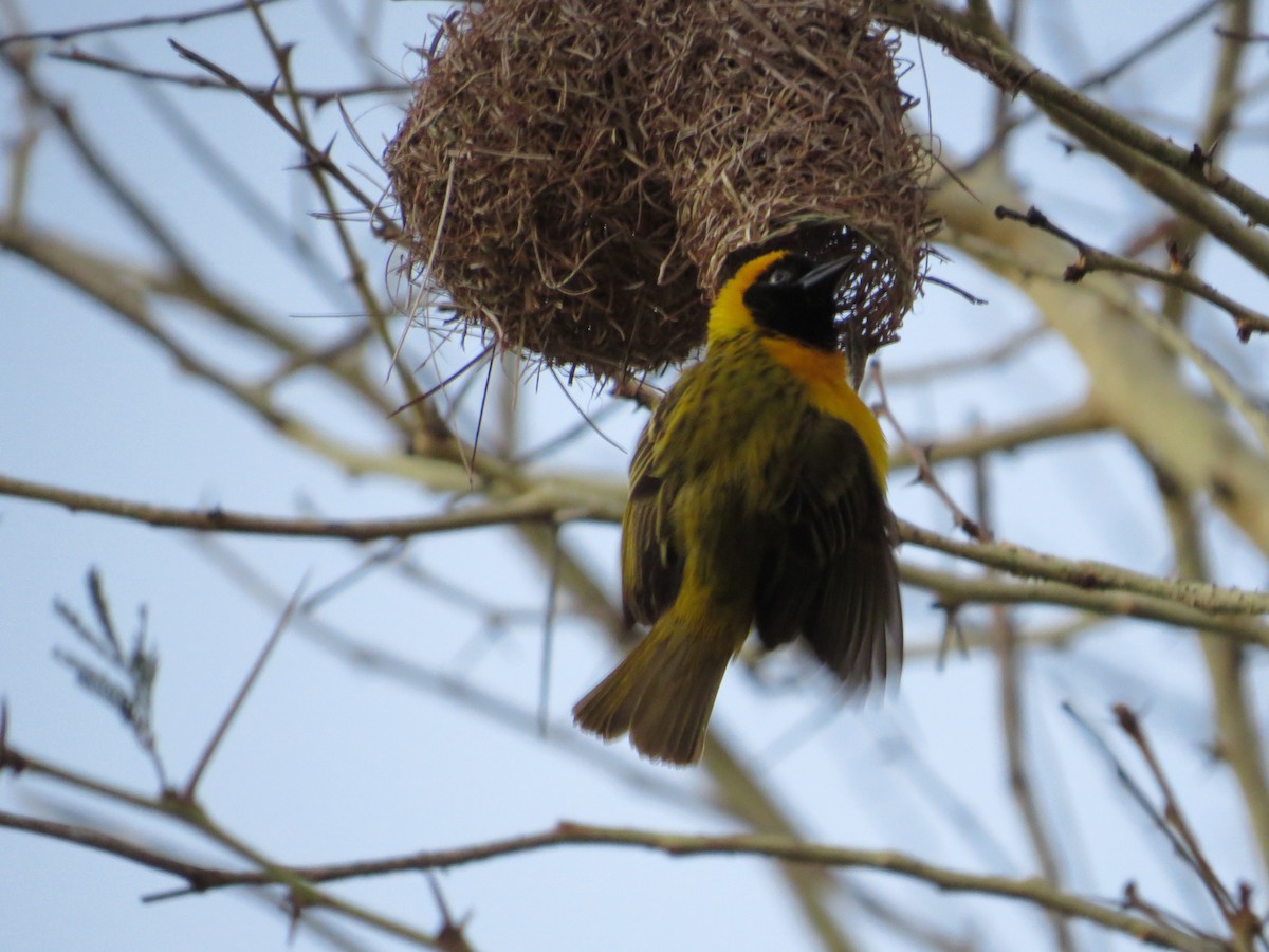 Lesser Masked-Weaver - Mike & Angela Stahl