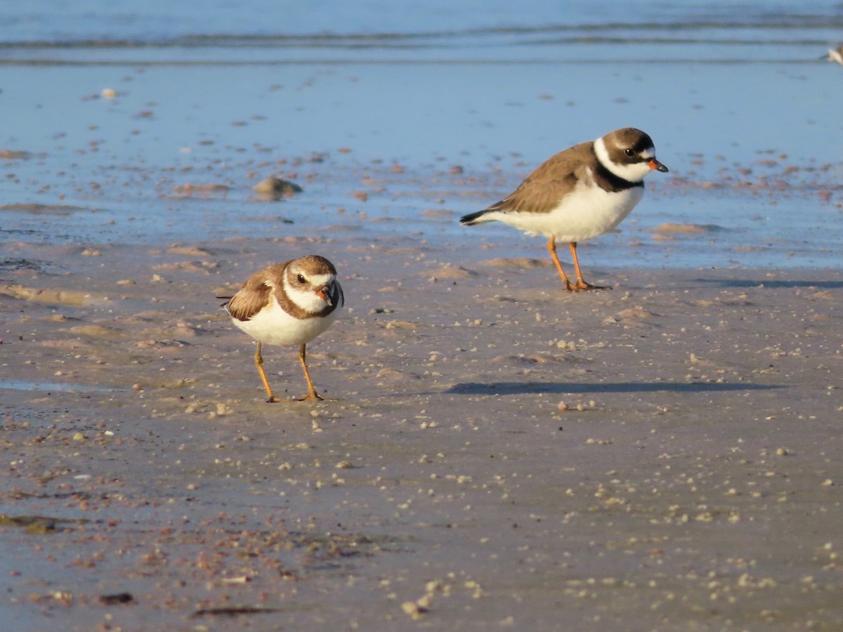 Semipalmated Plover - Shane Patterson