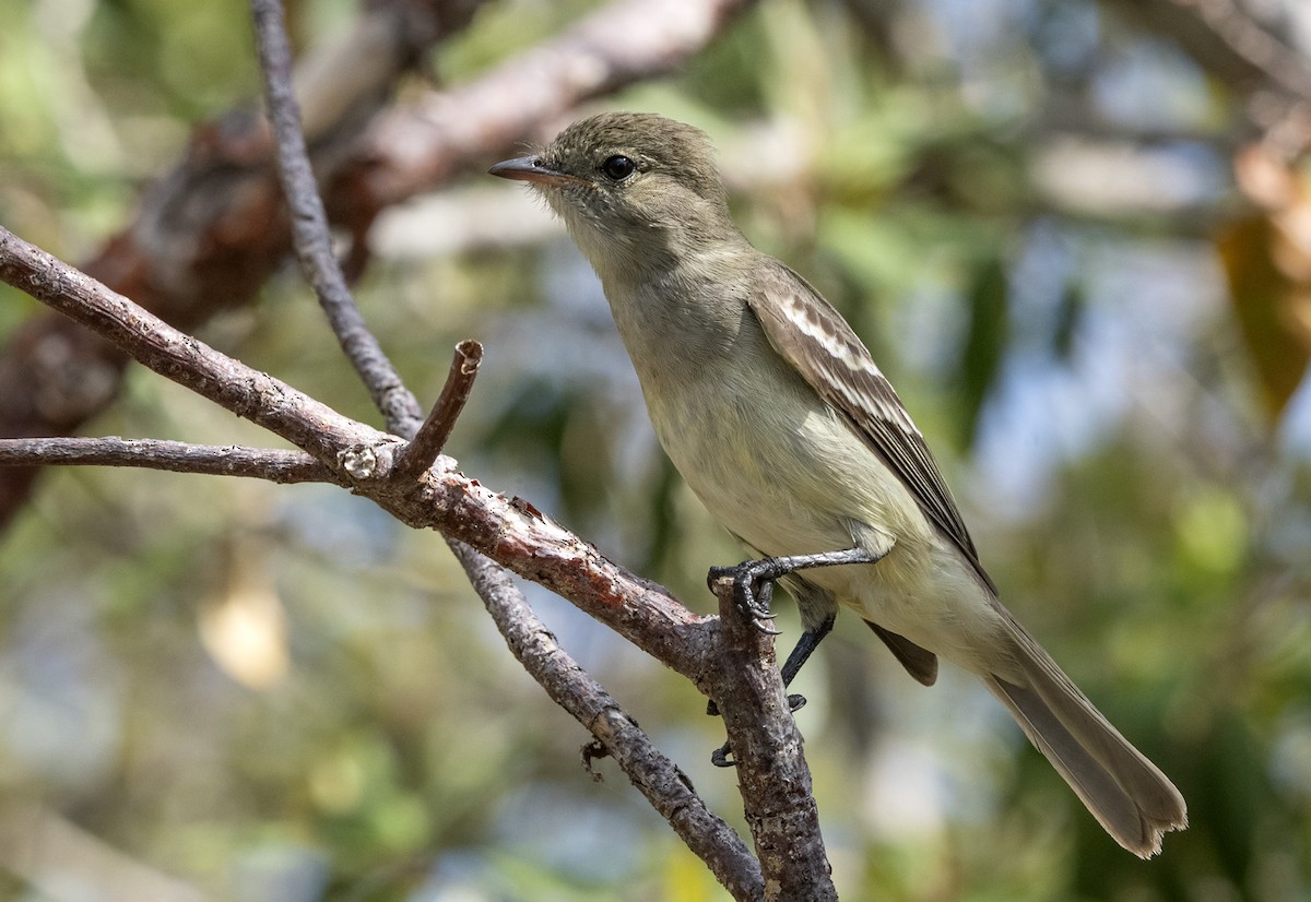 Caribbean Elaenia - Denny Swaby