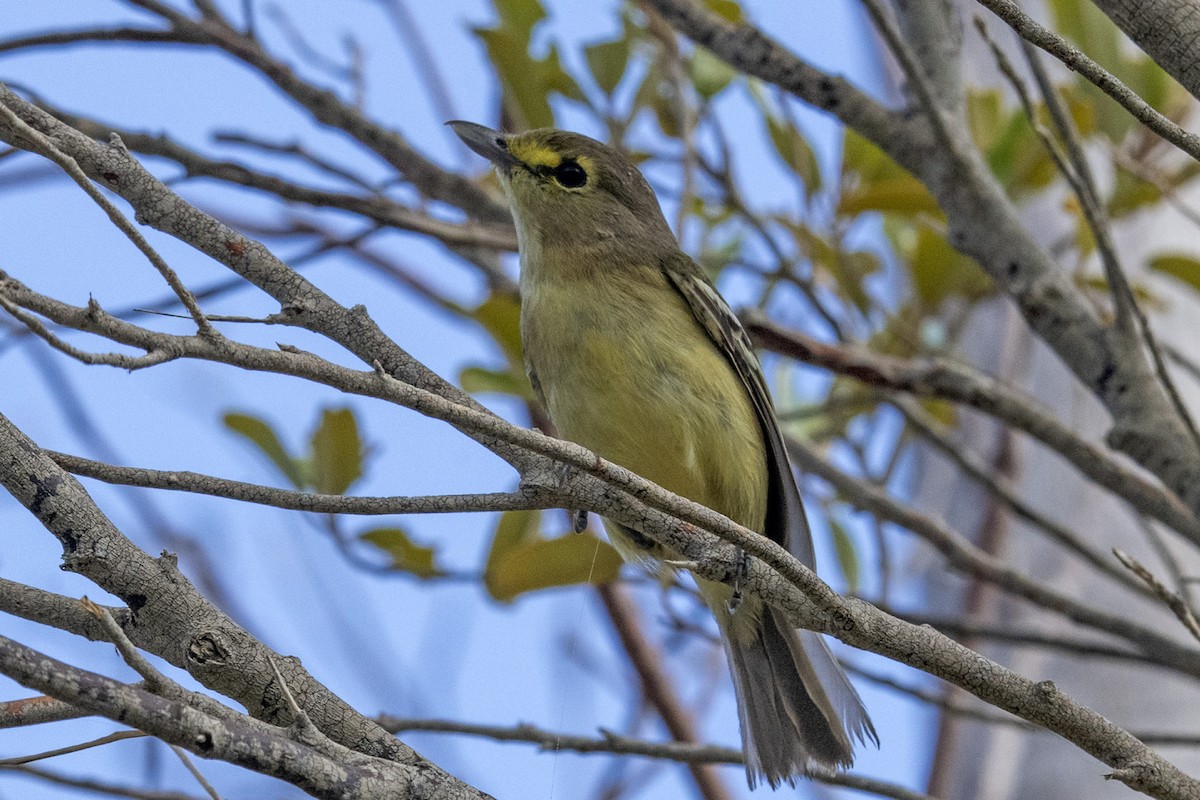 Thick-billed Vireo - Denny Swaby
