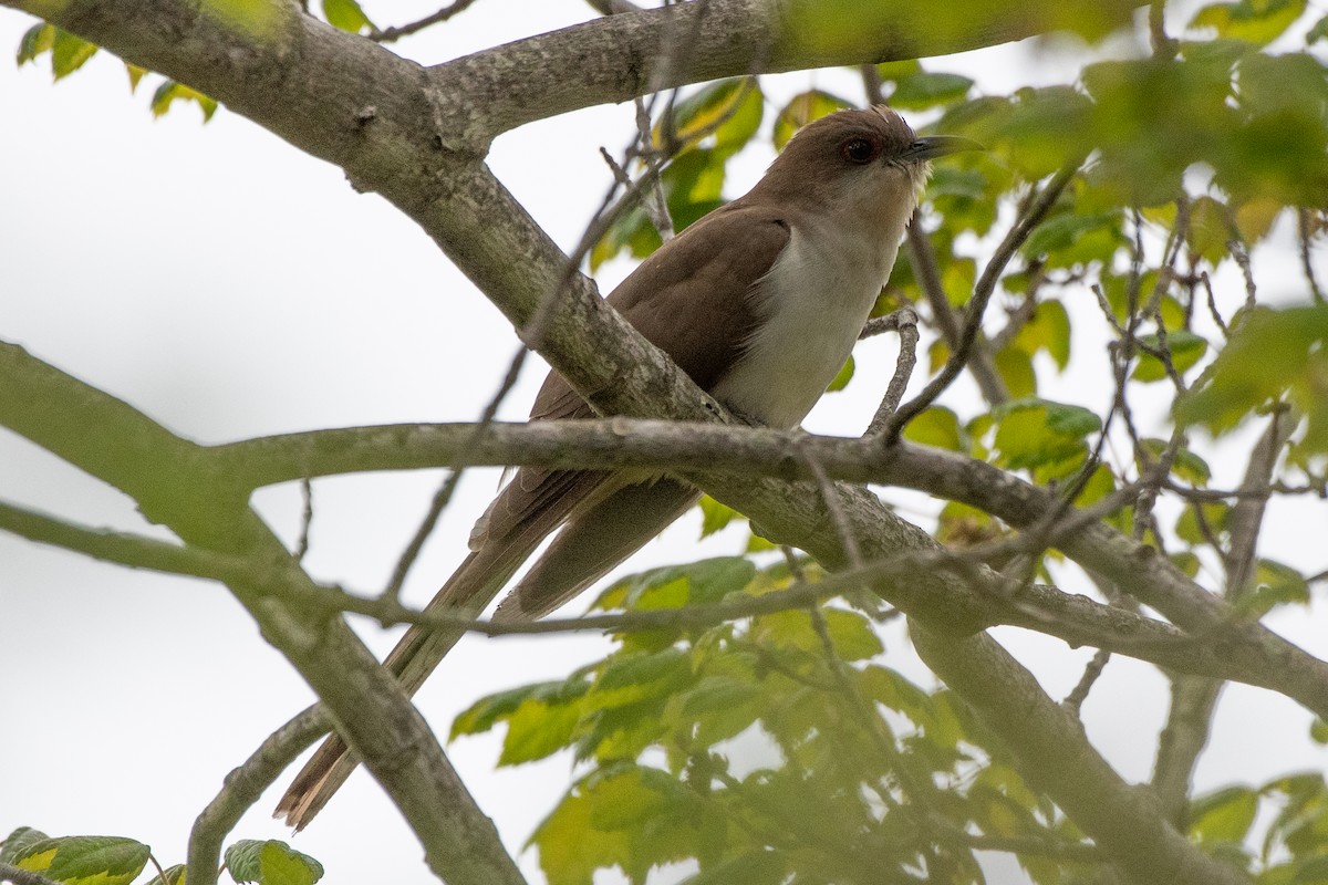 Black-billed Cuckoo - chris roberts