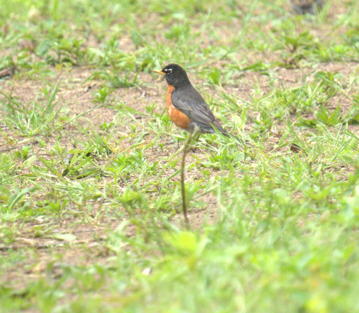 American Robin - Cindy & Gene Cunningham