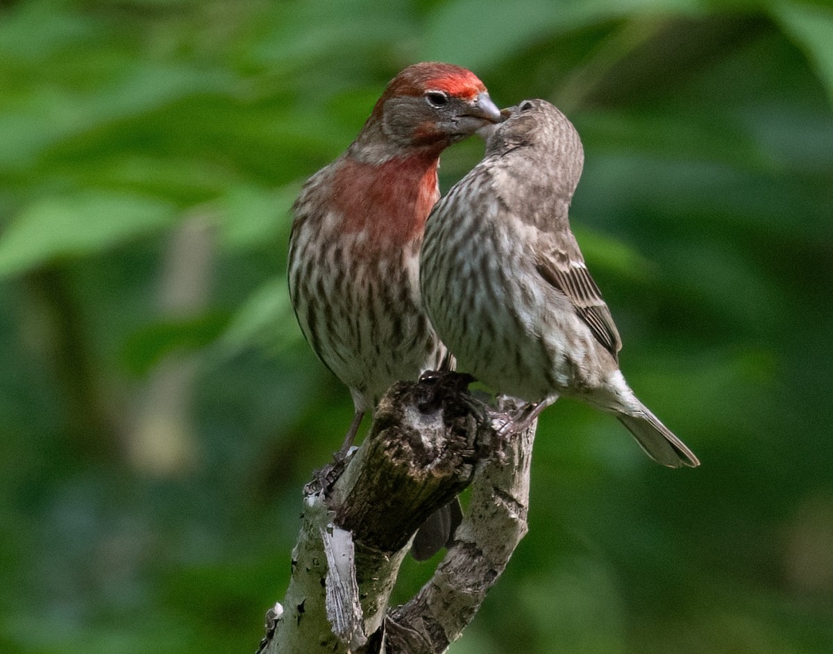 House Finch - ML619241115