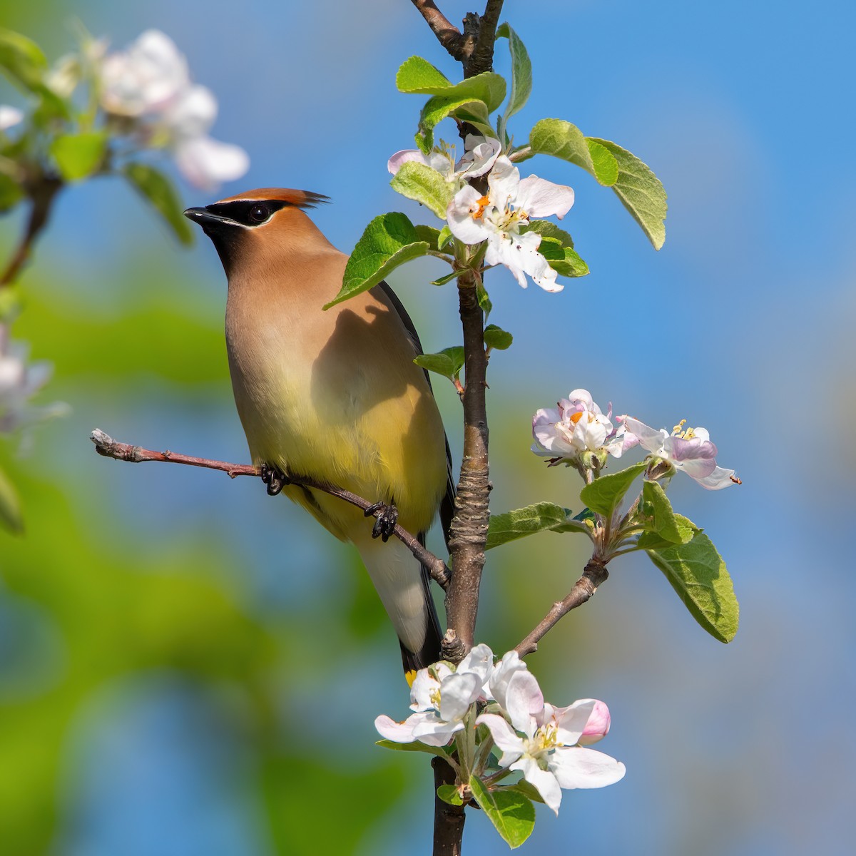 Cedar Waxwing - Theresa Ray