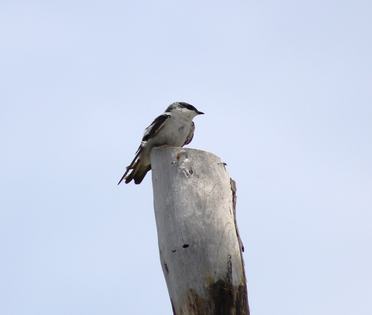 White-winged Swallow - T L P L