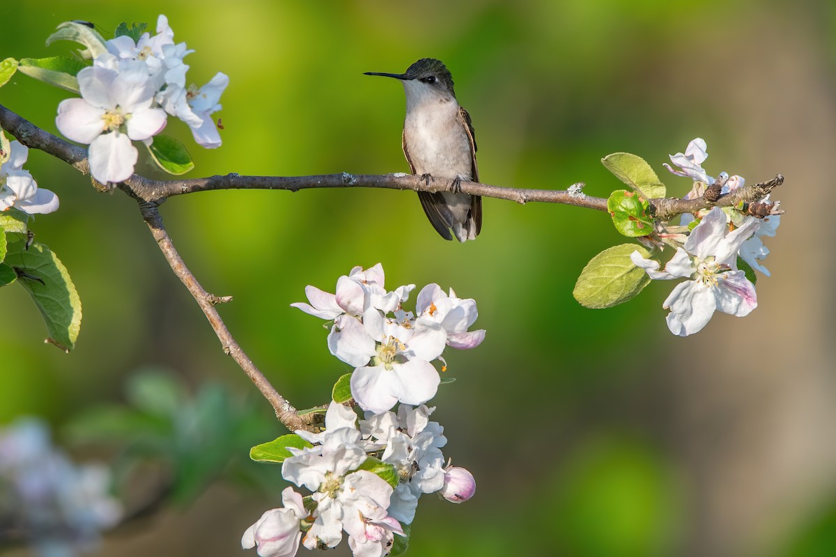 Colibrí Gorjirrubí - ML619241129