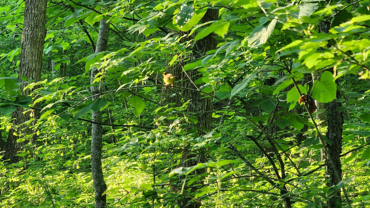 Kentucky Warbler - Jeffrey Livingston