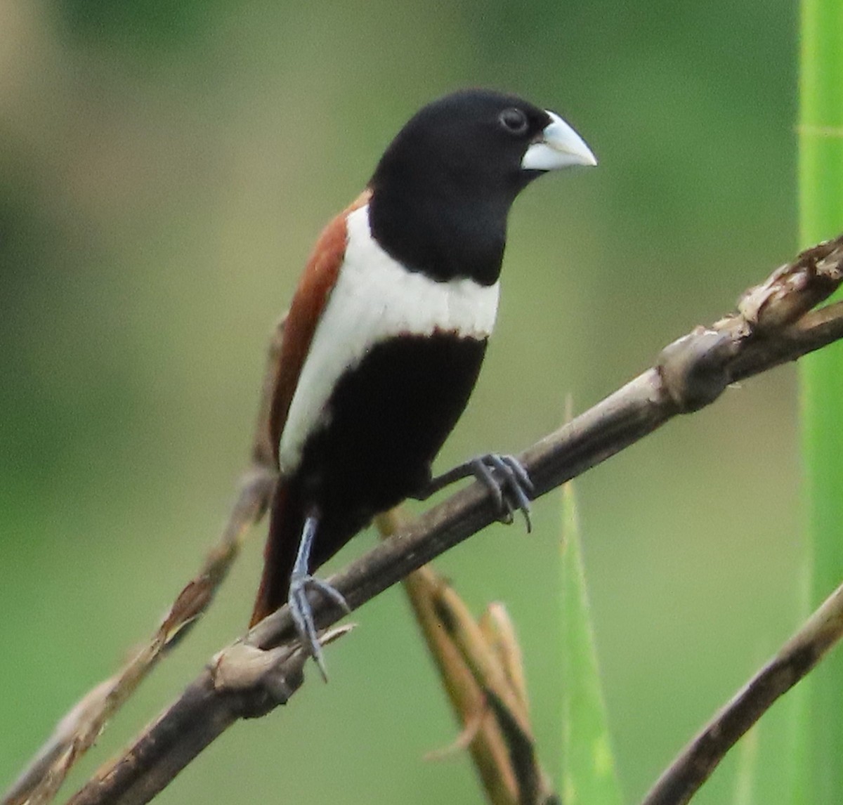 Tricolored Munia - Alfredo Correa