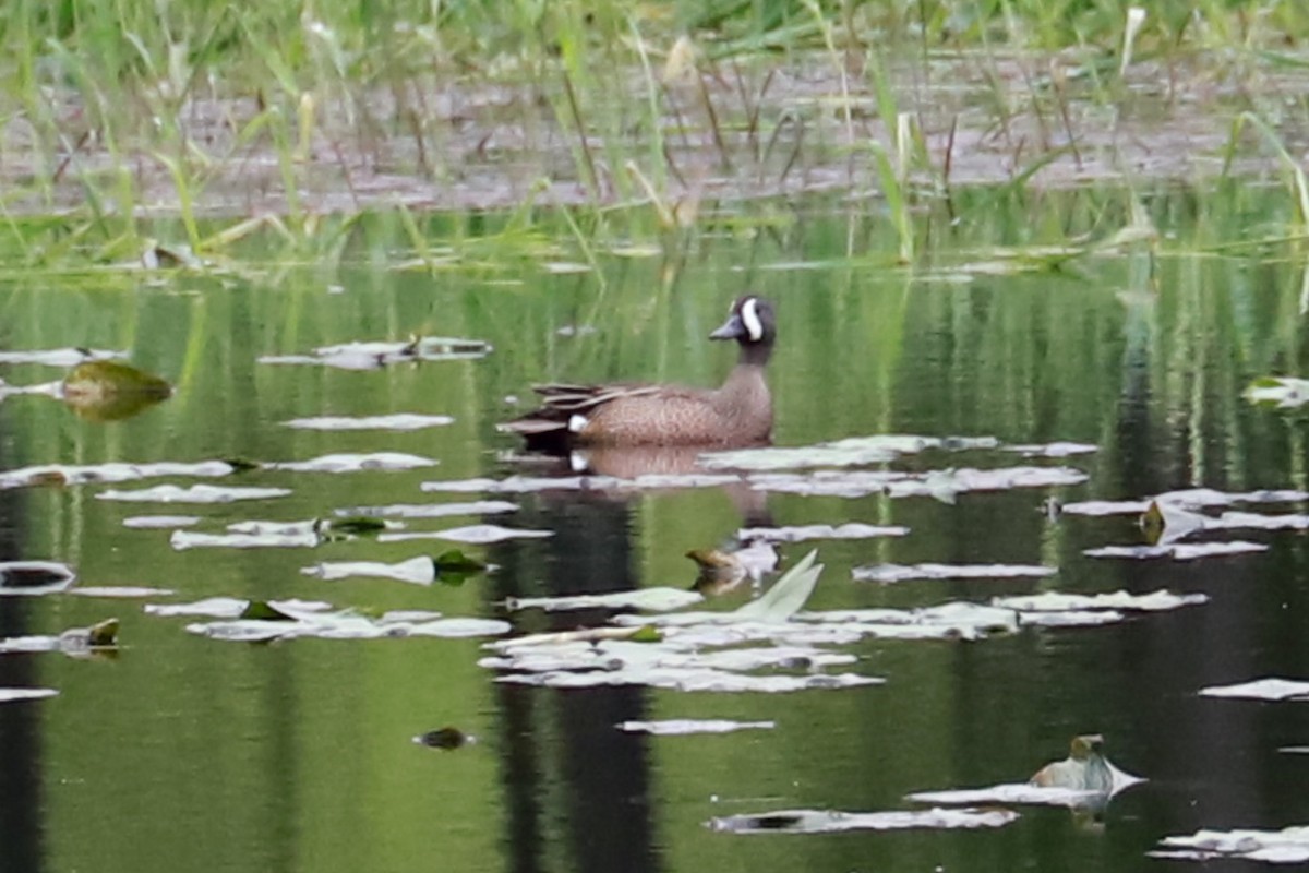 Blue-winged Teal - Debra Rittelmann