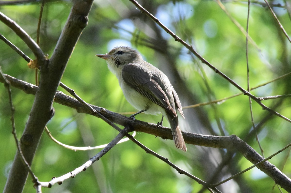 Warbling Vireo - ML619241183