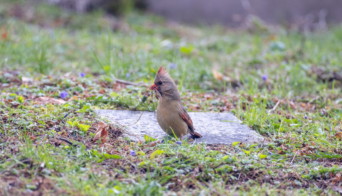 Northern Cardinal - Matthew Sabourin