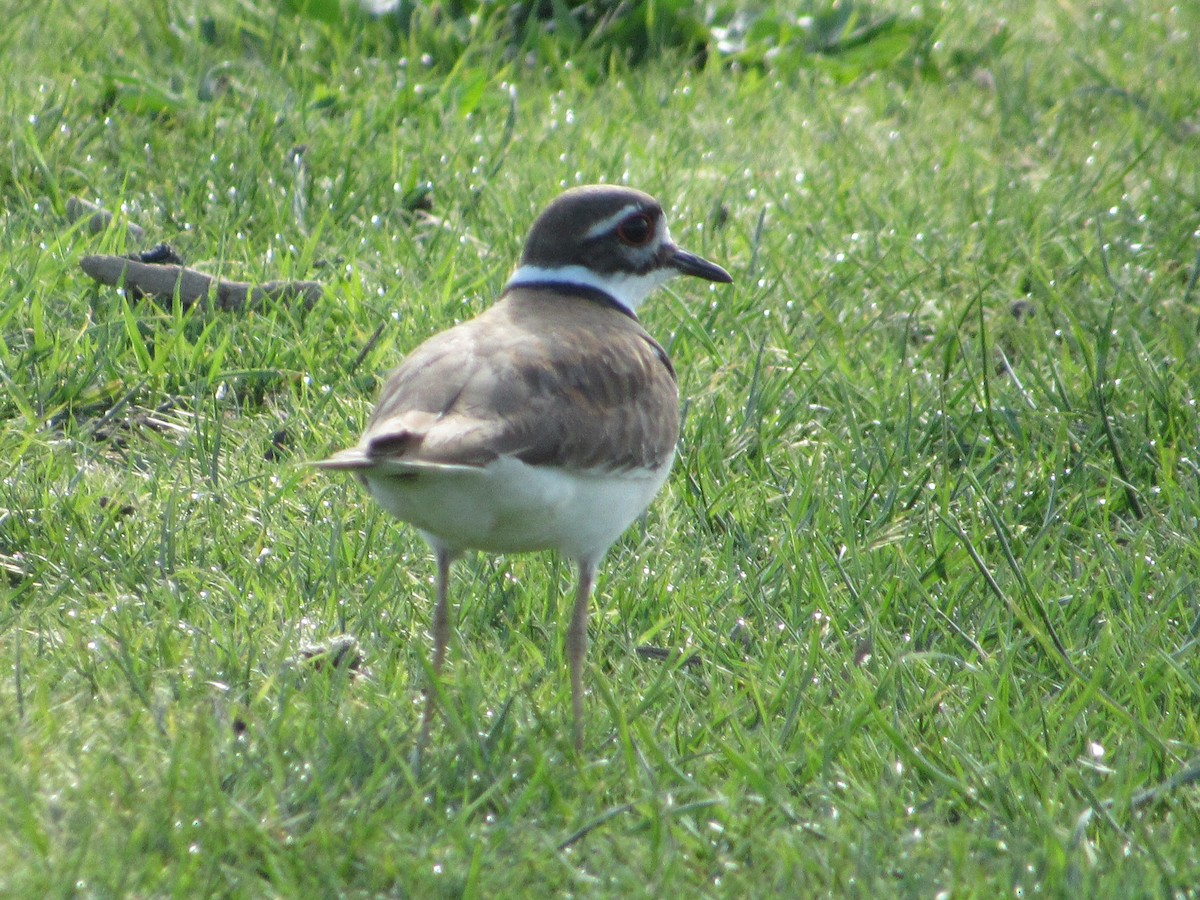 Killdeer - Abby Haight