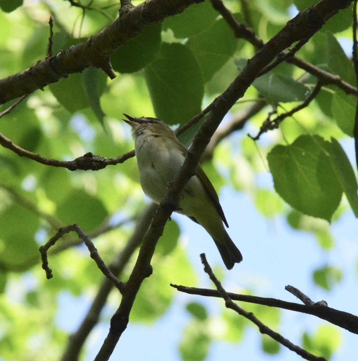 Kızıl Gözlü Vireo - ML619241208