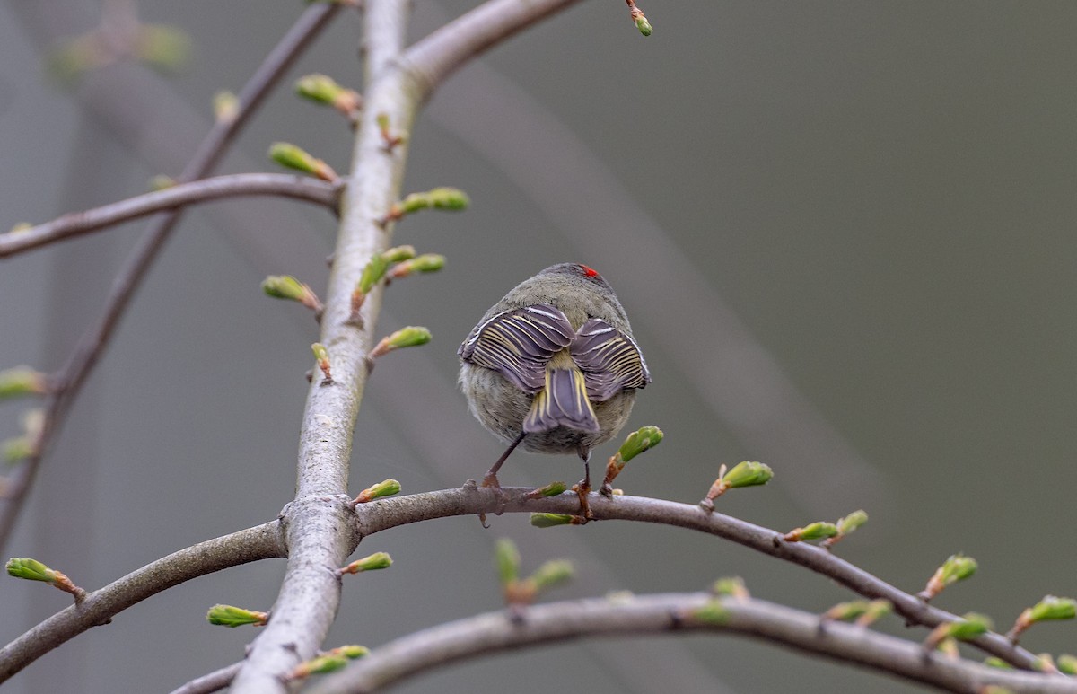 Ruby-crowned Kinglet - Matthew Sabourin