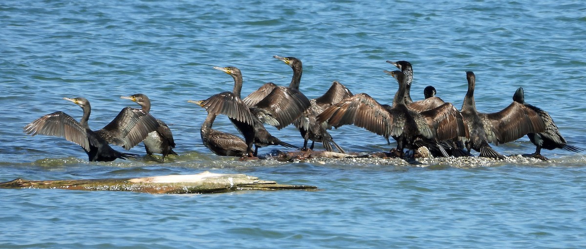 Great Cormorant - Peter Jungblut