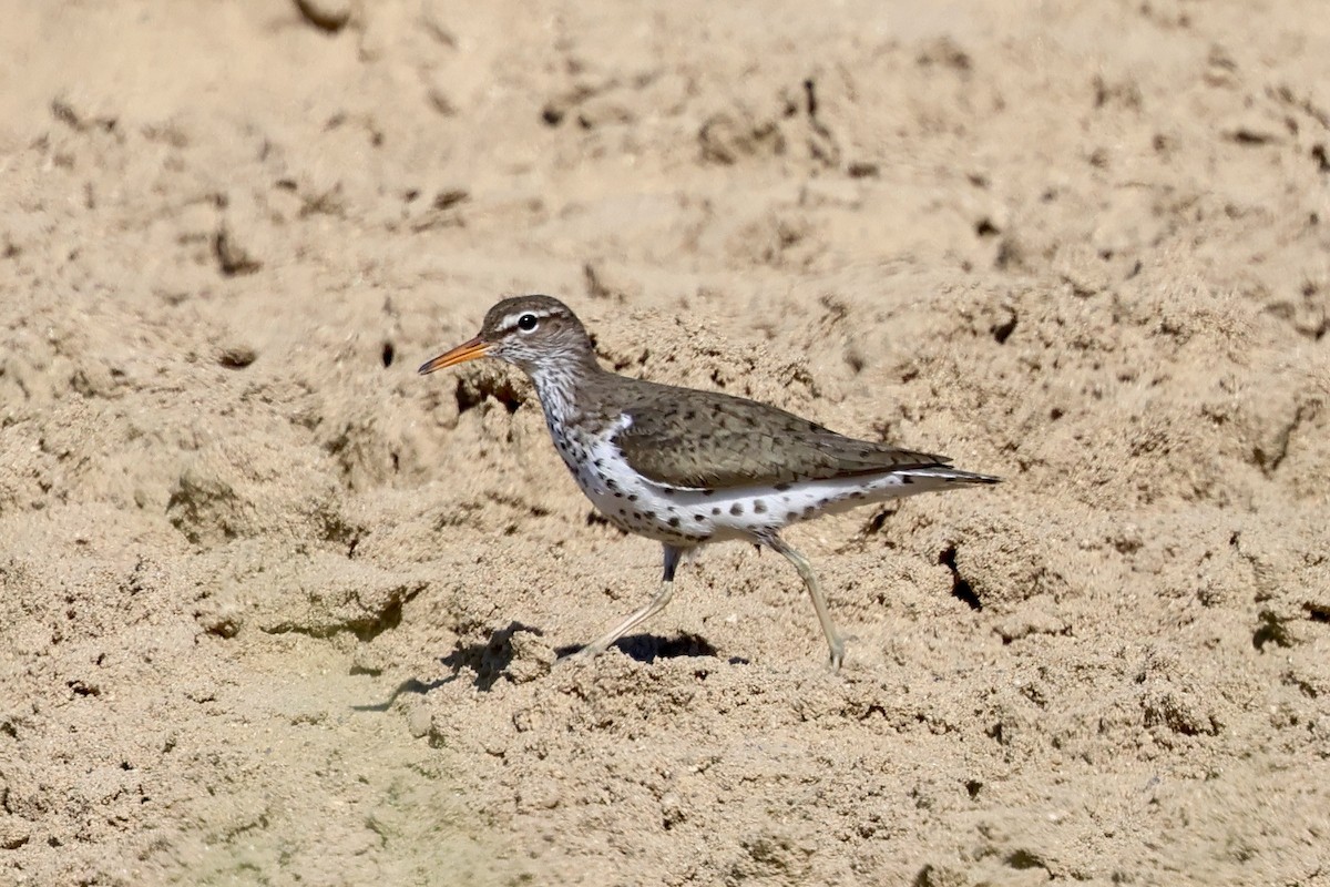 Spotted Sandpiper - Keith Pflieger