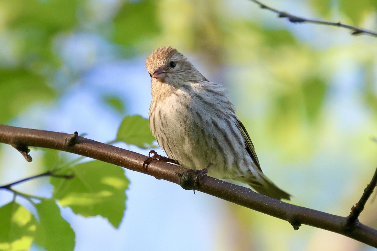 Pine Siskin - ML619241227