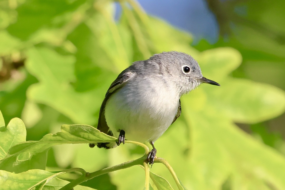 Blue-gray Gnatcatcher - Keith Pflieger