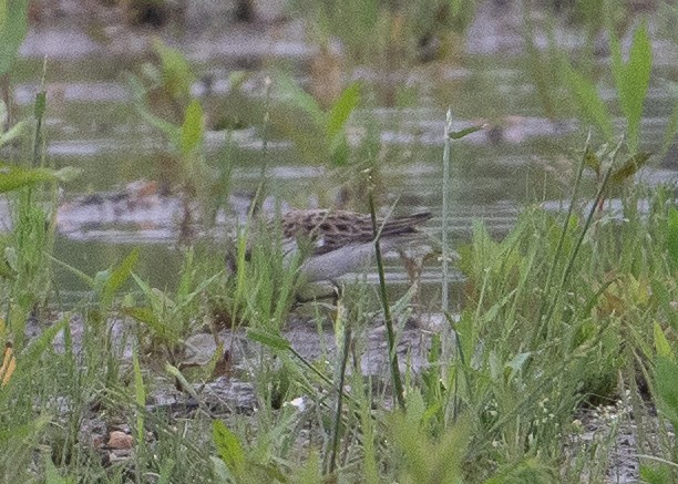 Semipalmated Sandpiper - Peter Hamner