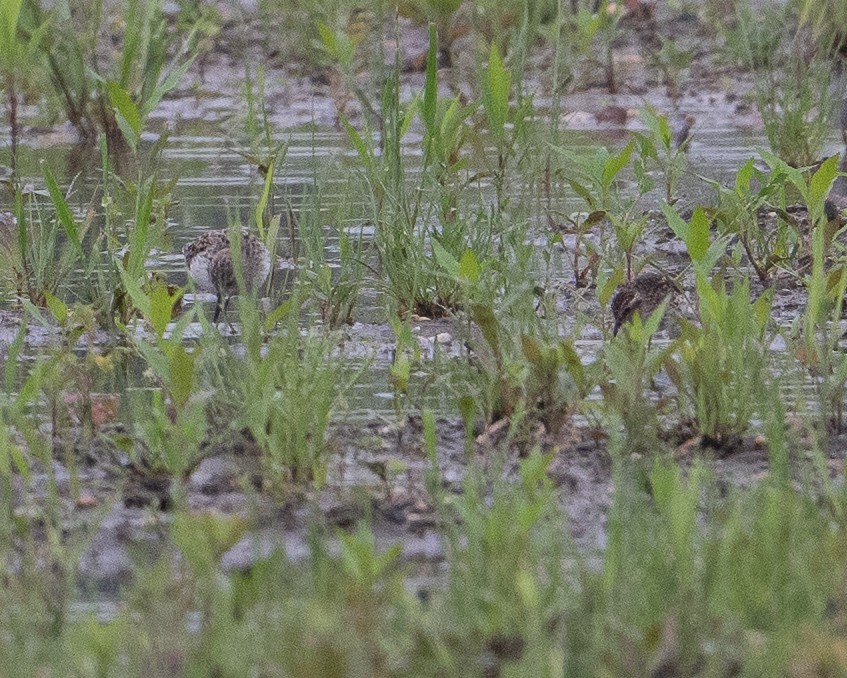 Semipalmated Sandpiper - Peter Hamner