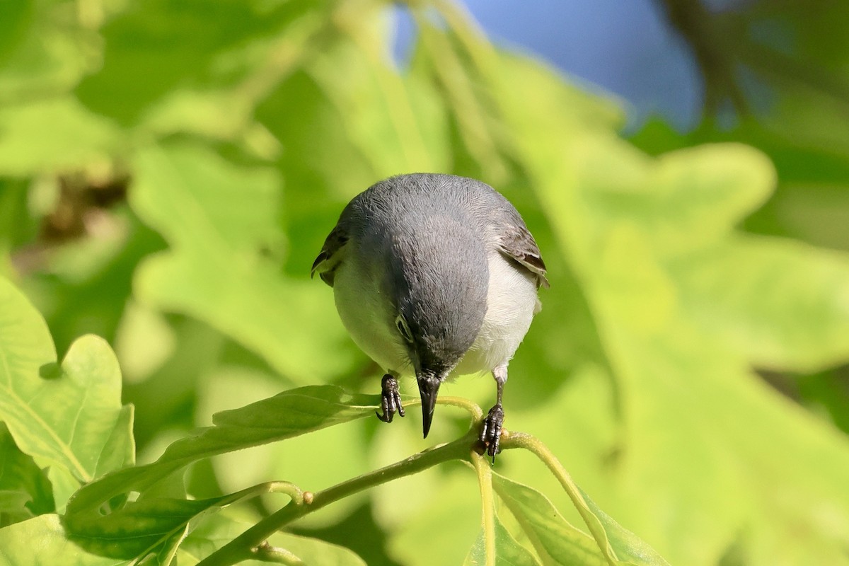 Blue-gray Gnatcatcher - Keith Pflieger